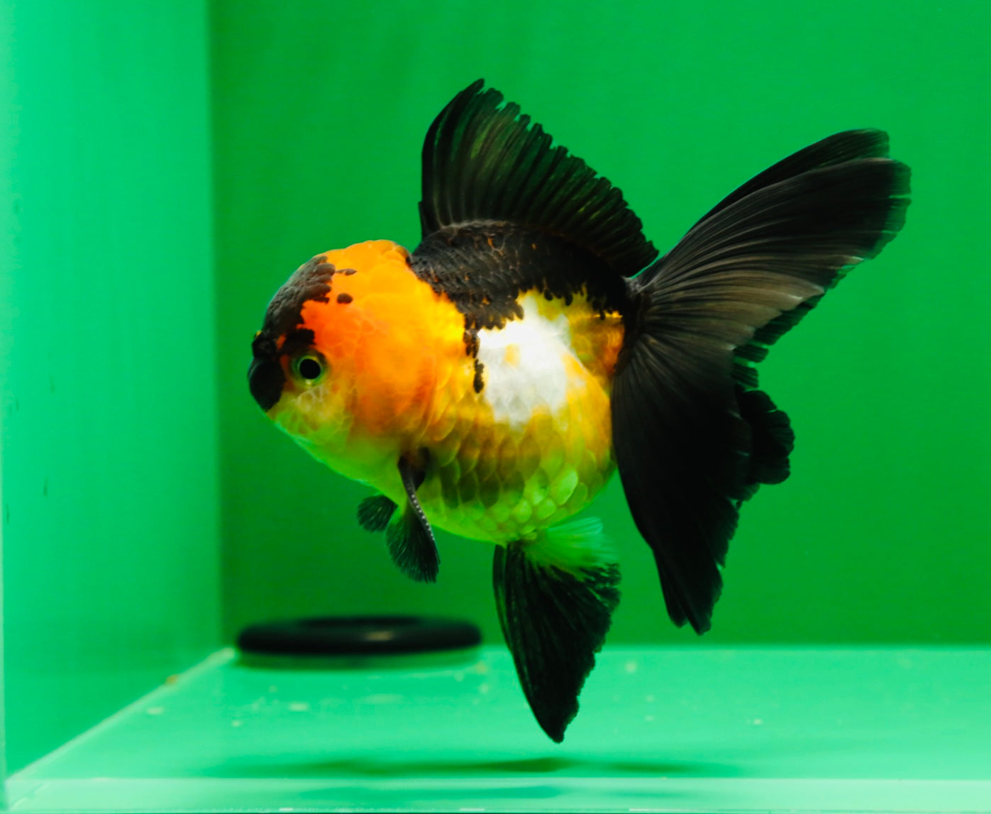 [SINGLE] Tricolor Oranda Female 4 inches #020725SO_11