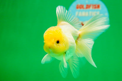 [SINGLE] Lemonhead Oranda Male 4.5 inches #090525SO_07