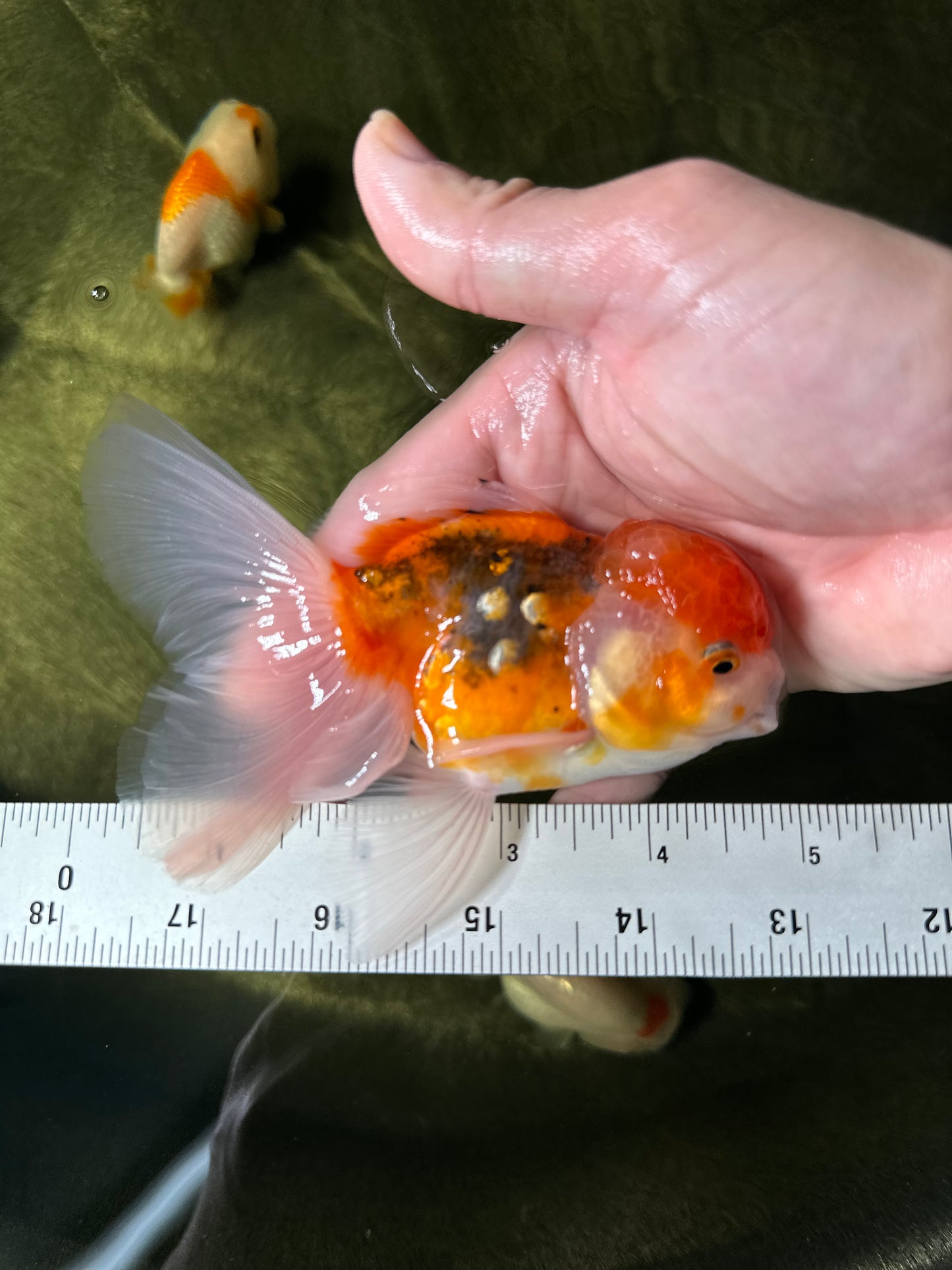 [COUPLE] Pepper Calico Female & Sakura Male Oranda 4.5-5 inches #050225CO_07
