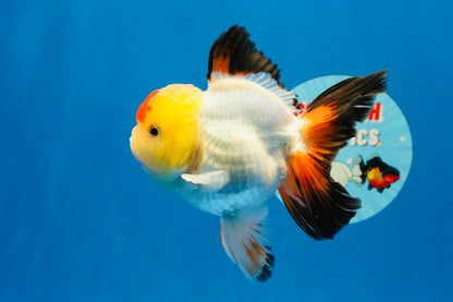 [SINGLE] Tricolor Oranda Male 4.5 inches #022726SO_10