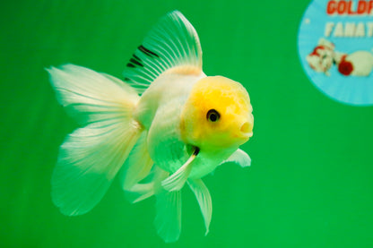 [SINGLE] White Male Oranda 5 inches #080125SO_05