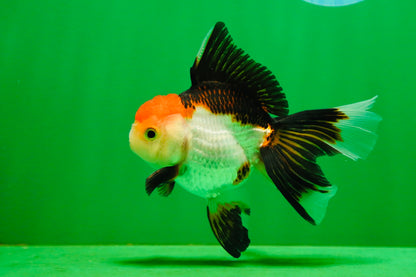 [SINGLE] Tricolor Female Oranda 4.5 inches #080125SO_01
