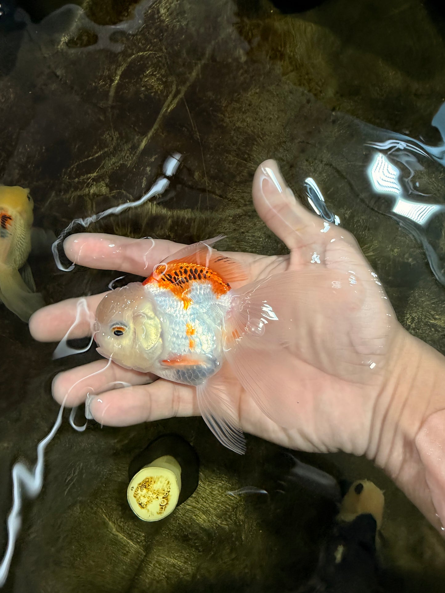 [SINGLE] Orange White Oranda Female 4-4.5 inches #111425SO_06