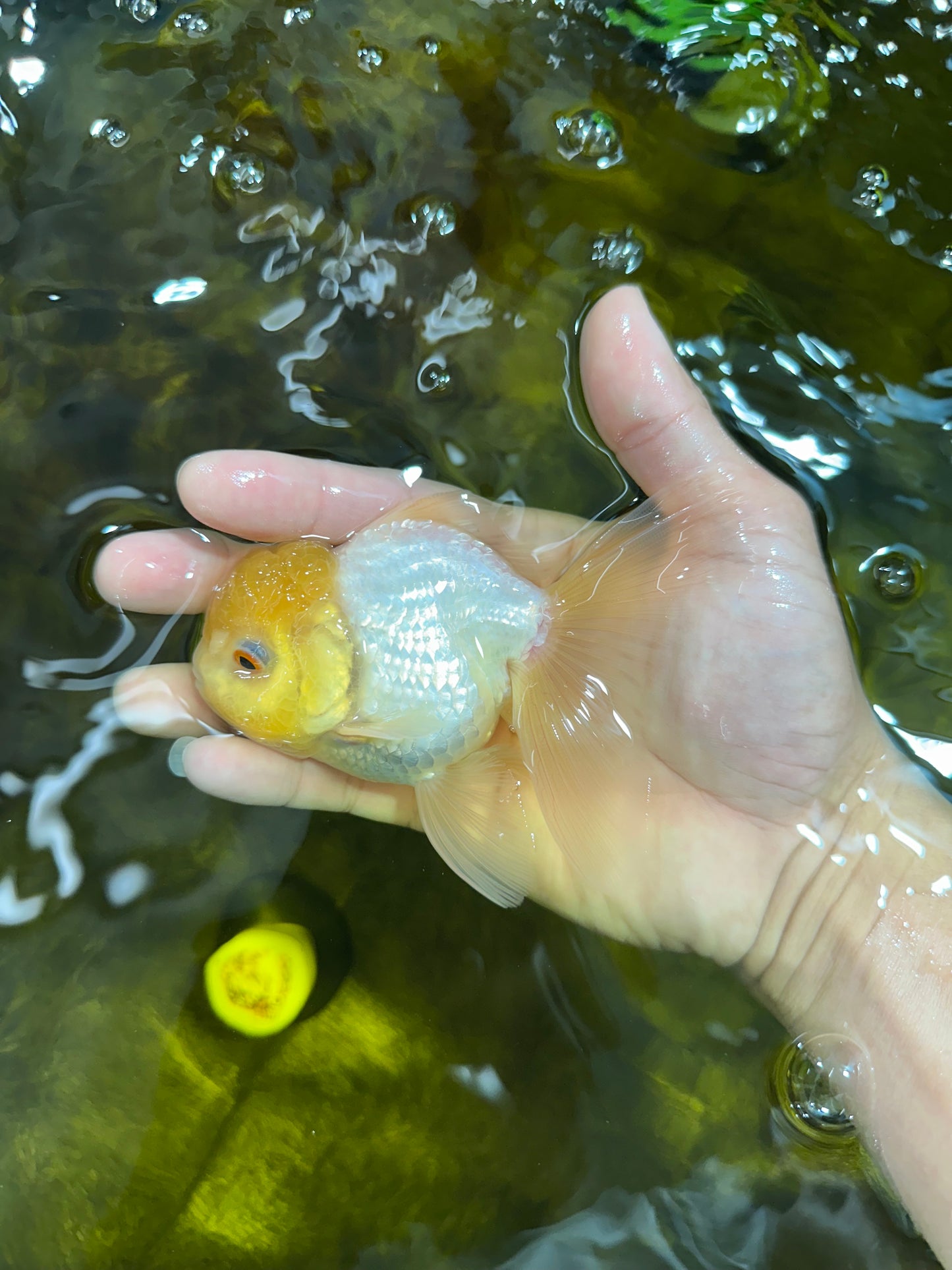 [SINGLE] Lemonhead Oranda Male 4.5 inches #090525SO_07