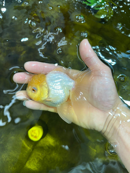 [SINGLE] Lemonhead Oranda Male 4.5 inches #090525SO_07
