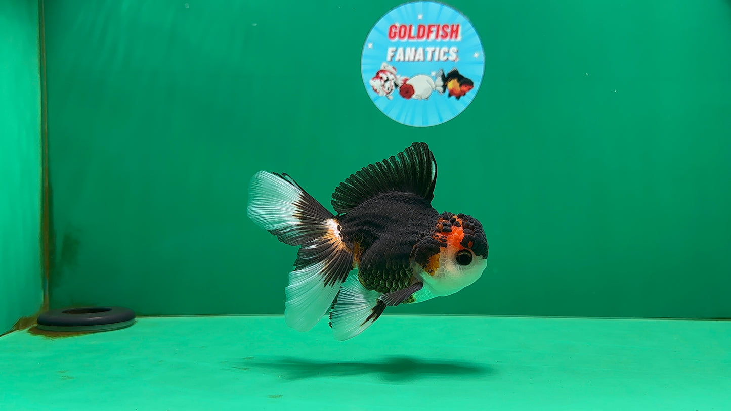 [SINGLE] Tricolor Oranda Male 4.5 inches #062025SO_05