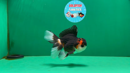 [SINGLE] Tricolor Oranda Male 4.5 inches #062025SO_05