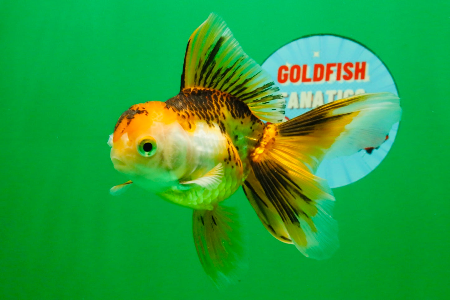 [SINGLE] Tricolor Oranda Female 4.5-5 inches #112125SO_06