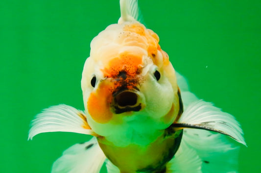 [SINGLE] Calico Oranda Male 4.5-5 inches #091925SO_08