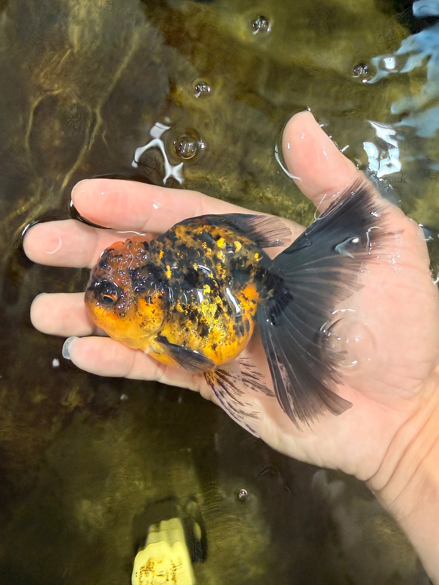 [SINGLE] Tiger Female 4.5 inches #101725SO_02