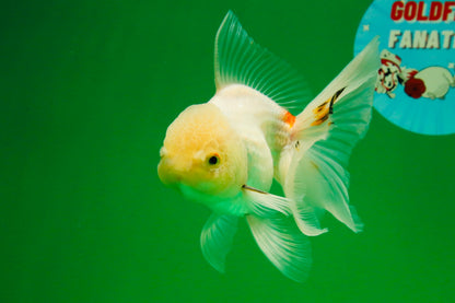 [SINGLE] White Oranda Male 5 inches #011725SO_01