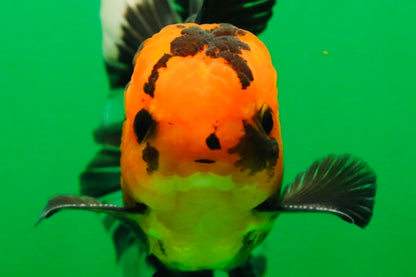 [SINGLE] Apache Button Eyes Male Oranda 4.5 inches #080125SO_04