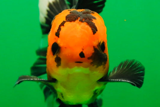 [SINGLE] Apache Button Eyes Male Oranda 4.5 inches #080125SO_04