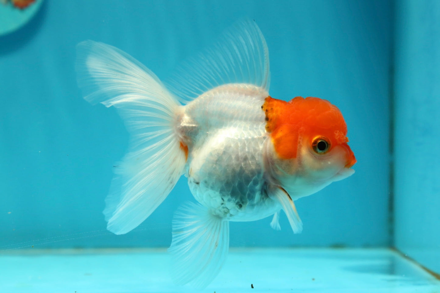 [SINGLE] Red Cap Oranda Female 4 inches #112924SO_19