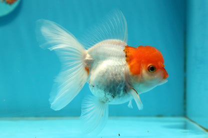 [SINGLE] Red Cap Oranda Female 4 inches #112924SO_19