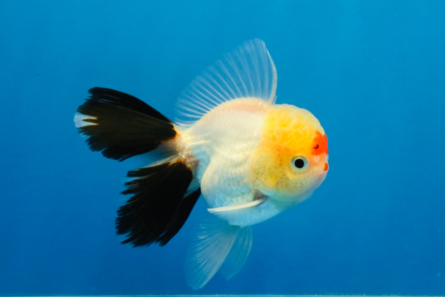 [SINGLE] Tricolor Oranda Male 4 inches #040326SO_07