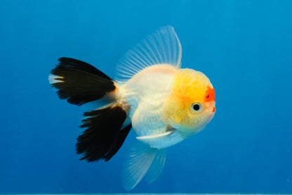 [SINGLE] Tricolor Oranda Male 4 inches #040326SO_07