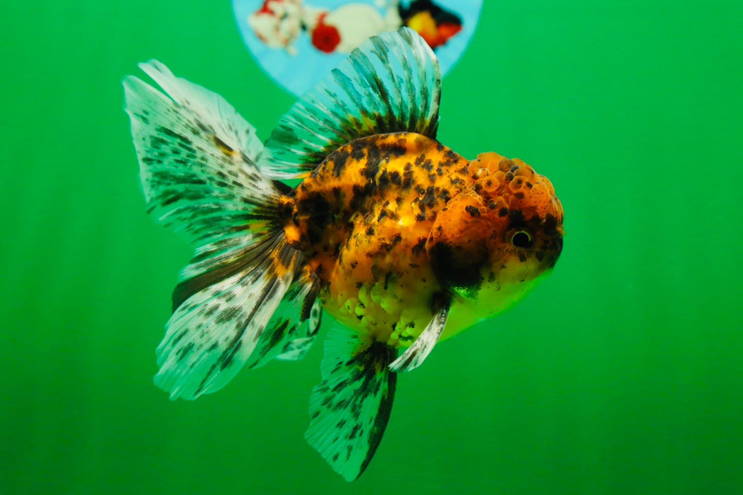 [SINGLE] Tiger Oranda Male 4.5 inches #081525SO_01
