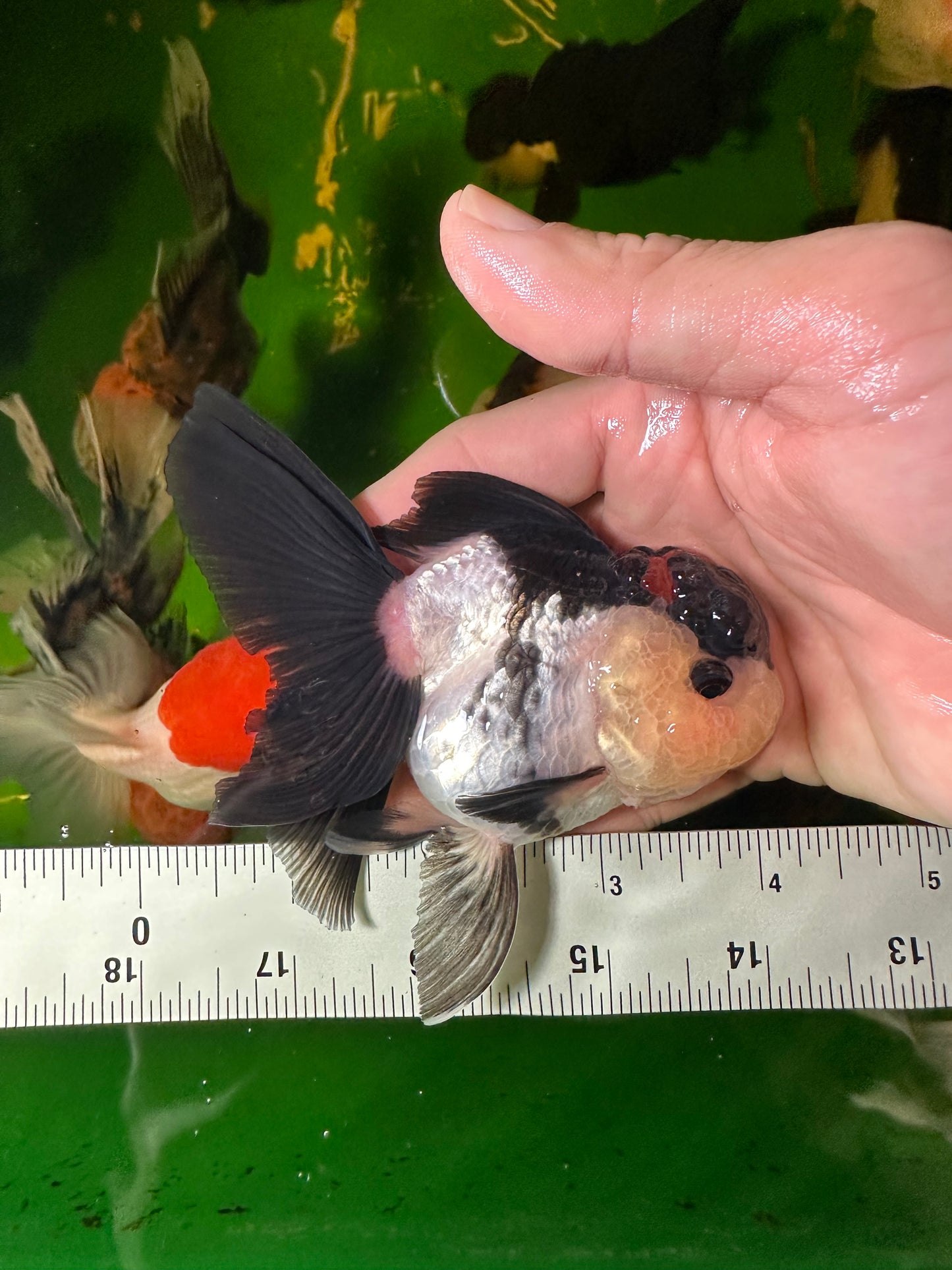 [COUPLE] - Lemonhead & Tricolor Oranda 4 inches #110824CO_17