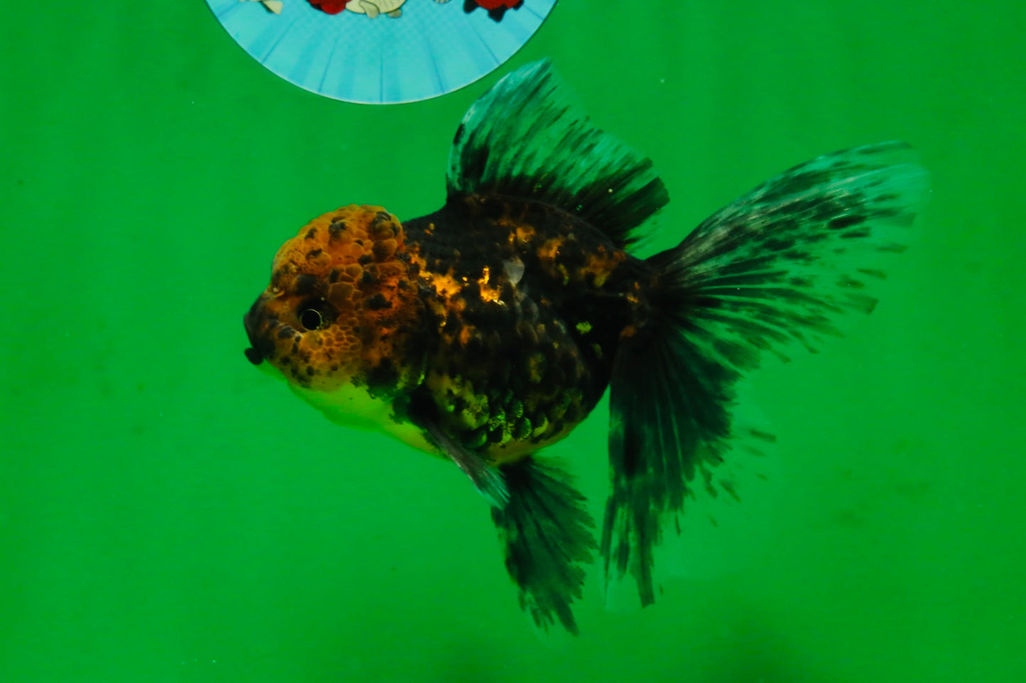 [COUPLE] Tricolor Male & Tiger Female 4.5 inches #091925CO_03