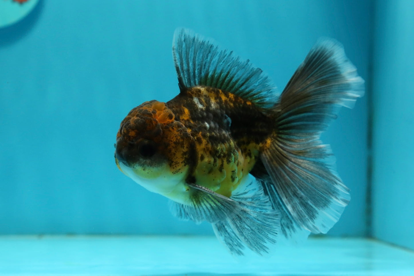 [SINGLE] Kirin Oranda Male 4-4.5 inches #112924SO_16