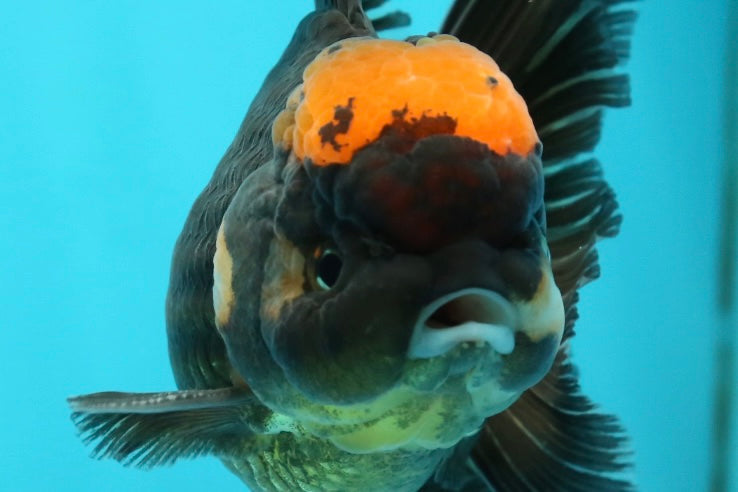 [SINGLE] Red Tancho Tricolor Oranda Male 4-4.5 inches #112924SO_11