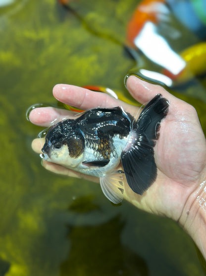 [SINGLE] Panda Oranda Male 4-4.5 inches #112924SO_07