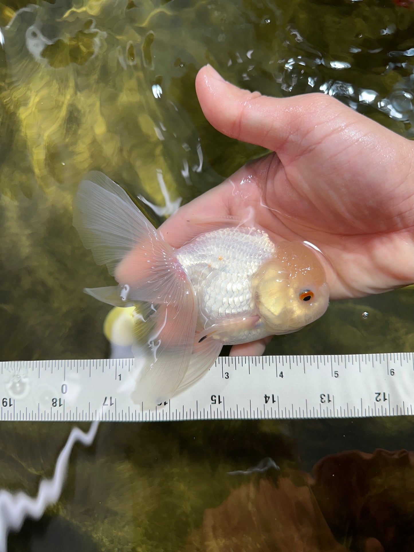 [SINGLE] White Oranda Male 4.5 inches #041825SO_05