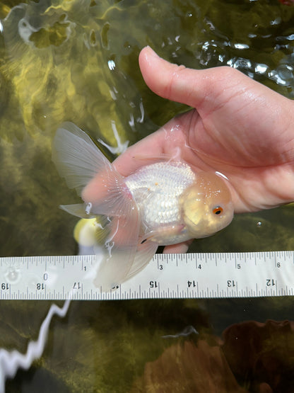 [SINGLE] White Oranda Male 4.5 inches #041825SO_05