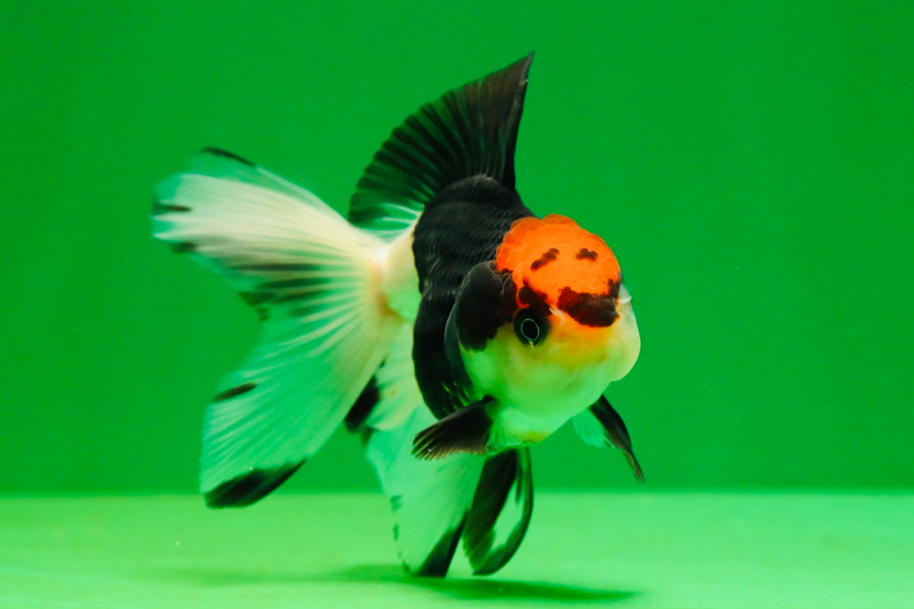 [SINGLE] Tricolor Female Oranda 4 inches #080125SO_03