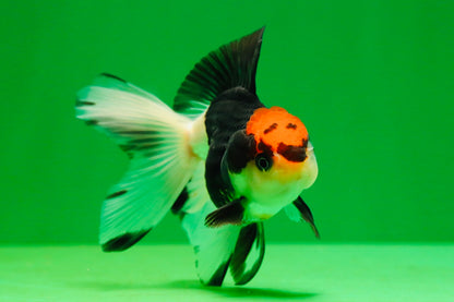 [SINGLE] Tricolor Female Oranda 4 inches #080125SO_03