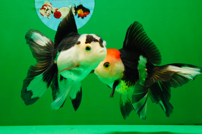 [COUPLE] Tricolor Male & Panda Female Oranda 4.5 inches #101025CO_02