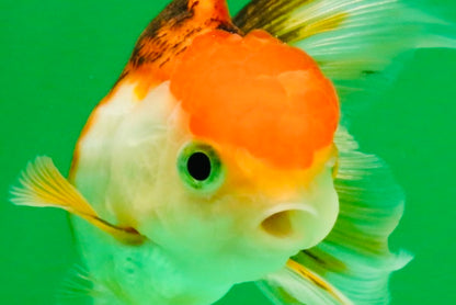 [SINGLE] Tricolor Oranda Female 4 inches #112125SO_07