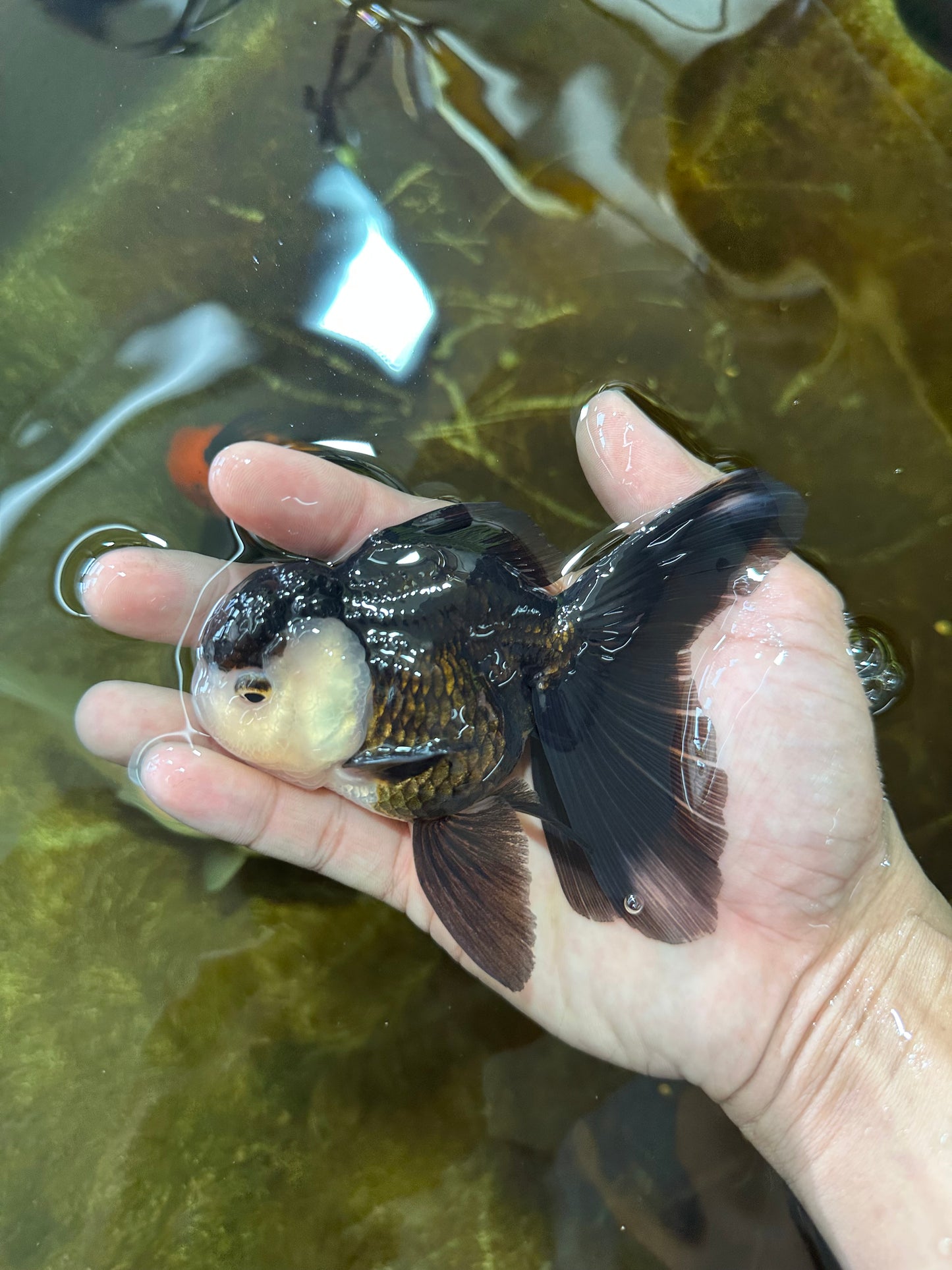 [SINGLE] Panda Oranda Male 4.5 inches #081525SO_06