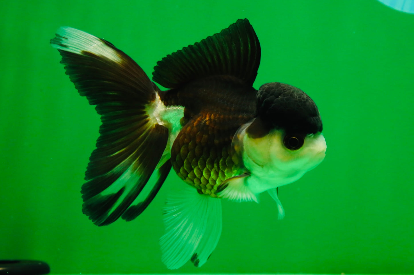 [SINGLE] Panda Oranda Female 4.5 inches #041825SO_06