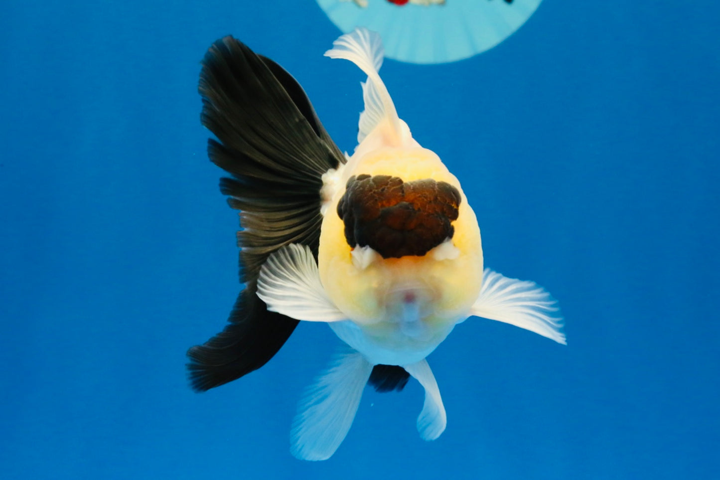 [SINGLE] Panda Oranda Male 4-4.5 inches #022726SO_09