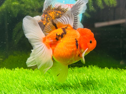 [COUPLE] Sakura & Kirin Oranda size 4-4.5 inches #111524CO_13