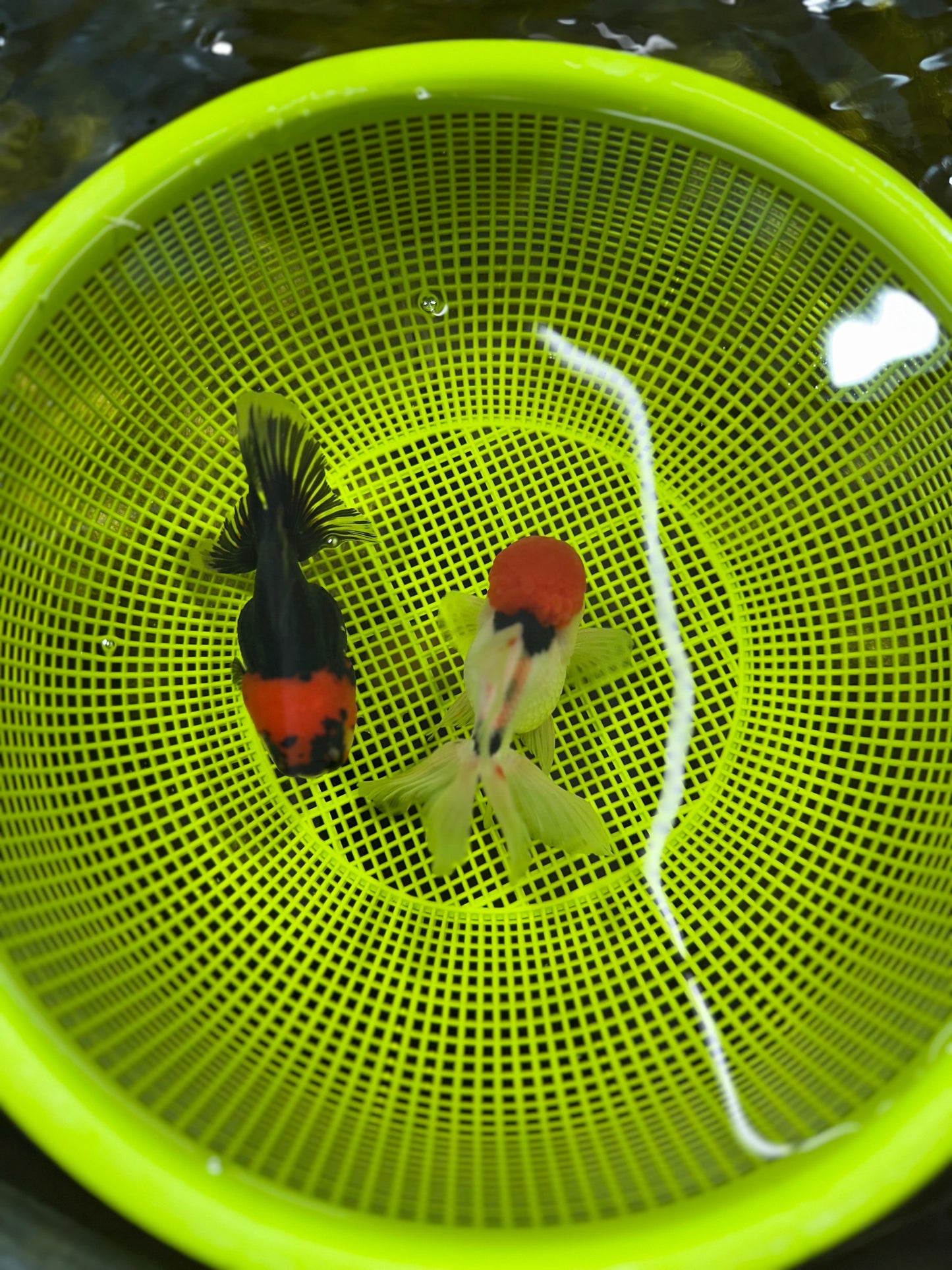 [COUPLE] Red Head Male & Tricolor Female Oranda 4.5 inches #051625CO_10
