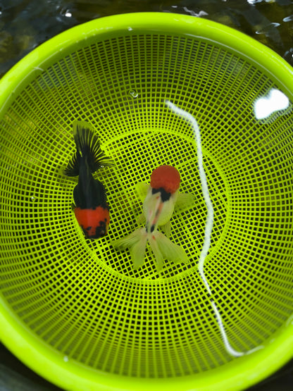 [COUPLE] Red Head Male & Tricolor Female Oranda 4.5 inches #051625CO_10