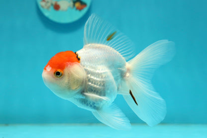 [SINGLE] Tancho Oranda Male 4.5 inches #112924SO_12