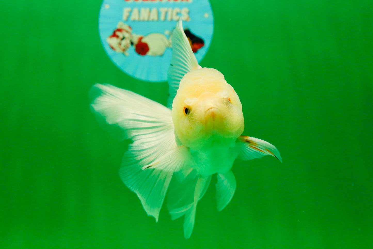 [SINGLE] White Oranda Male 4.5 inches #041825SO_05
