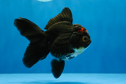 [SINGLE] Tricolor Oranda Female 4-4.5 inches #041726SO_04