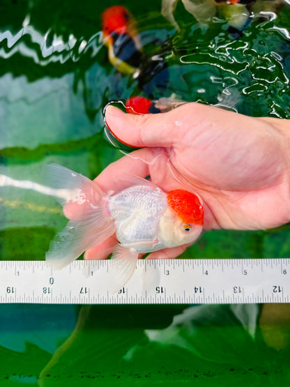 [SINGLE] Red Cap Oranda Male size 4 inches #112224SO_12