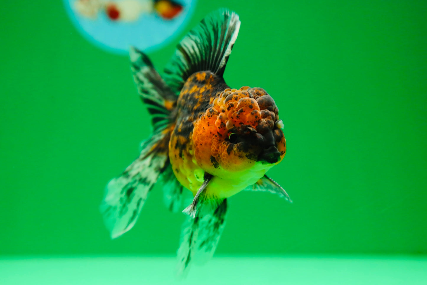 [SINGLE] Tiger Oranda Male 4.5 inches #090525SO_09