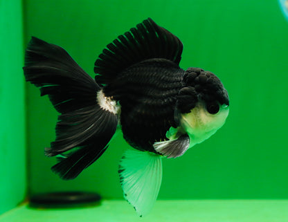 [SINGLE] Panda Button Eyes Oranda Male 4.5-5 inches #080125SO_14