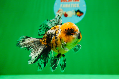 [SINGLE] Tiger Oranda Male 4.5 inches #082225SO_04