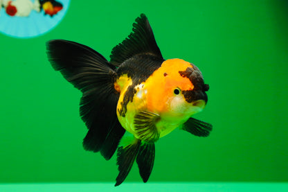 [SINGLE] Tricolor Oranda Female 4 inches #020725SO_11