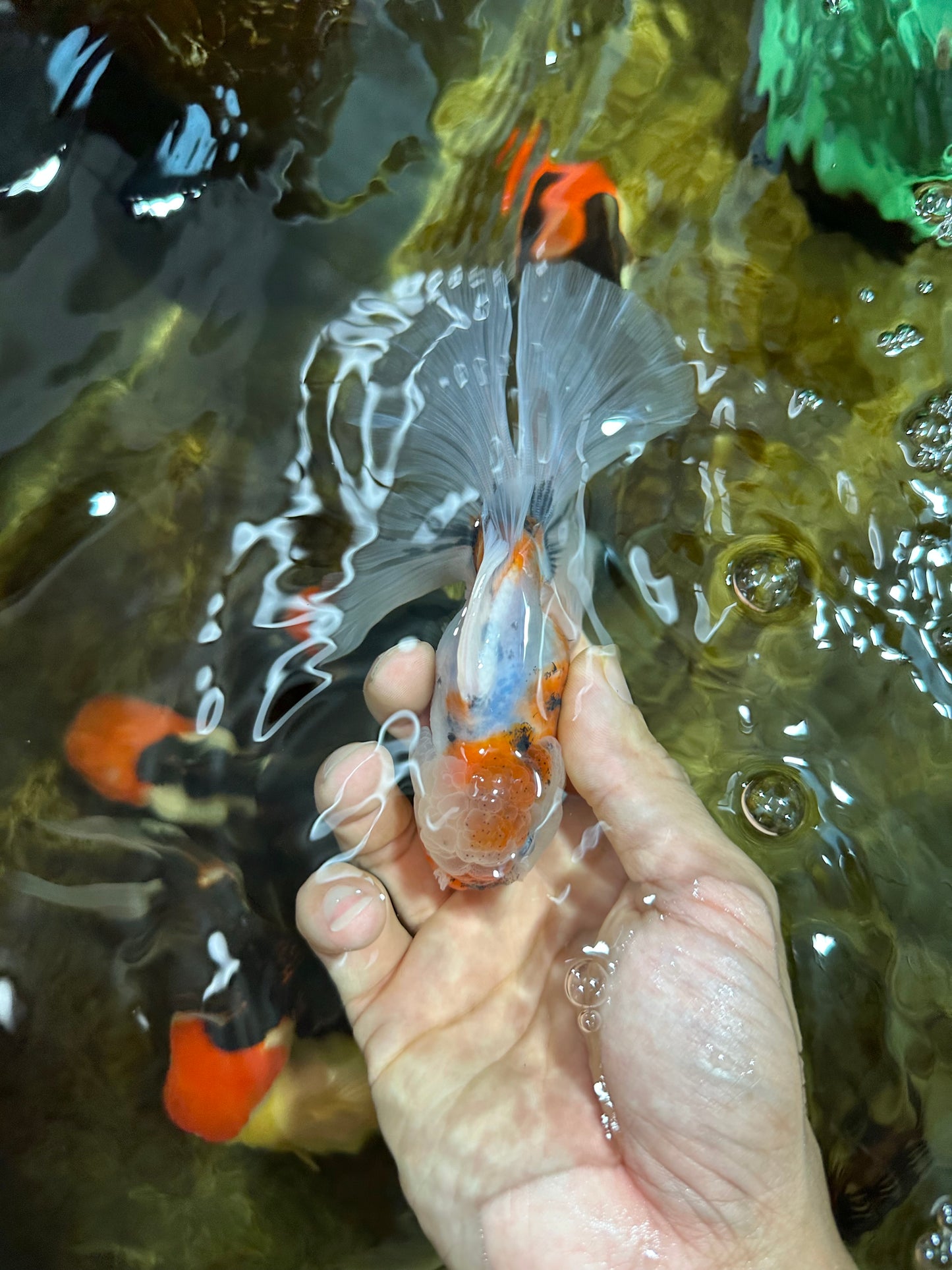 [SINGLE] Calico Oranda Male 4.5-5 inches #091925SO_08