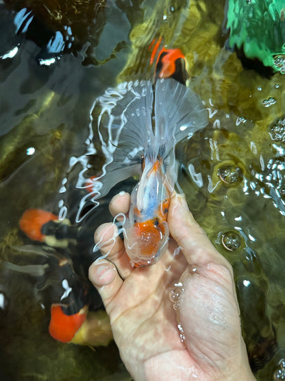 [SINGLE] Calico Oranda Male 4.5-5 inches #091925SO_08