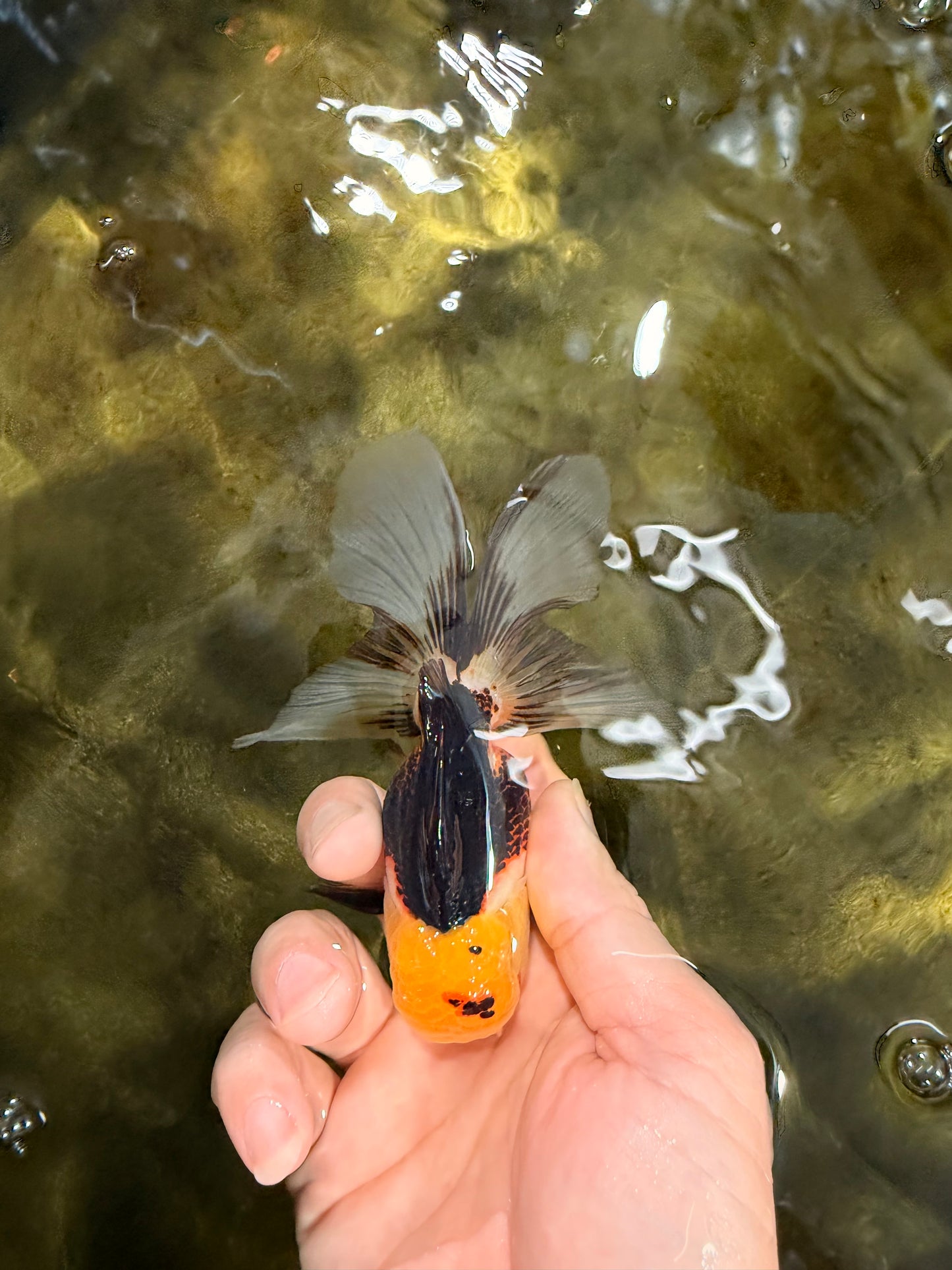 [SINGLE] Tricolor Male 4-4.5 inches #103125SO_03